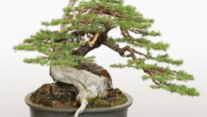 Lembaga Reagan Bagaikan Pot Bonsai